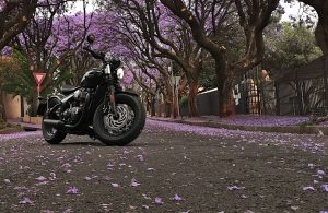 Triumph Bonneville and jacaranda trees